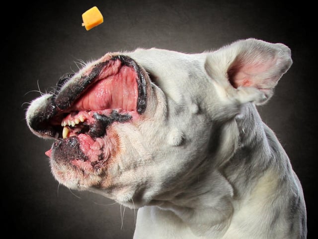 Not all dogs were able to catch the cheese.