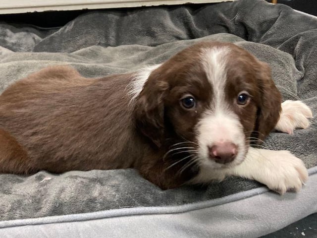 He will require all his basic and house training so someone around for most of the day is essential.
He is a smart and active boy who is looking for an active family who can give him the exercise and enrichment he will require.
