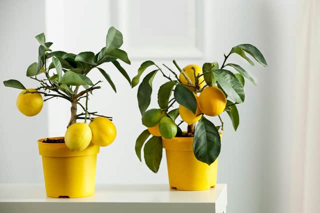 Small lemon trees in pots.