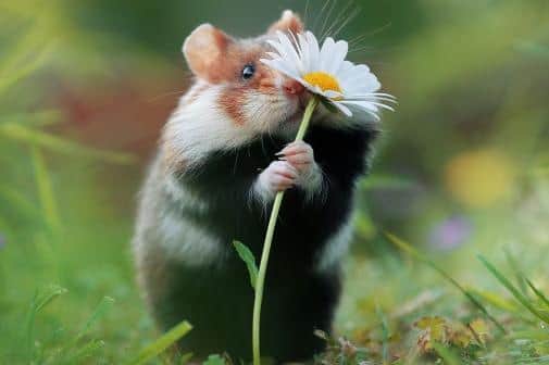 Prize possession: a hamster proudly shows off its newest daisy to add to its collection, taken by Julian Rad in Austria, Tulln. CEWE Photo Award 2023