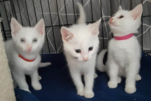Kittens dropped off at Crosskennan Animal Sanctuary