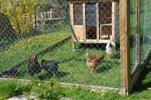Everything you need to know about keeping chickens