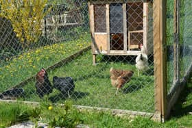 Everything you need to know about keeping chickens