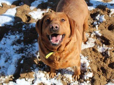 Grace is a sweet natured 4 year old Labrador Retriever looking for a patient home that understands she will need time to adapt to indoor living as she was previously an outdoor dog.