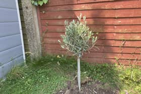 The olive tree is successfully planted….but nobody cares