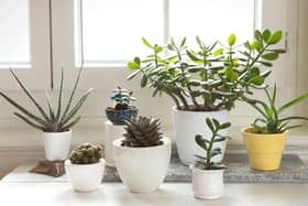 It's all in the stars when choosing  a houseplant