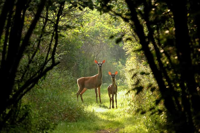A report of suspected deer poaching in the area was made to police at around 4.15pm on Sunday, 29 October. Two men were reportedly seen in the area where the carcass was found in a field
