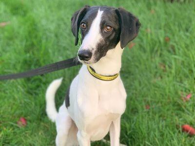 Meeko would love for a home to bounce around in with plenty of space for him to stretch his legs.
If you have the perfect home to offer Meeko please apply for him today!
Meeko will require a secure garden area at the home and peaceful surroundings.