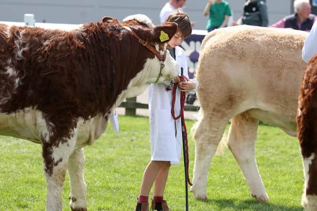 There was plenty of cattle on show - all competing for prizes. (Photo: Jonathan Porter/Press Eye)