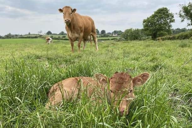 New research has accused the government of not doing enough to support sustainable farming