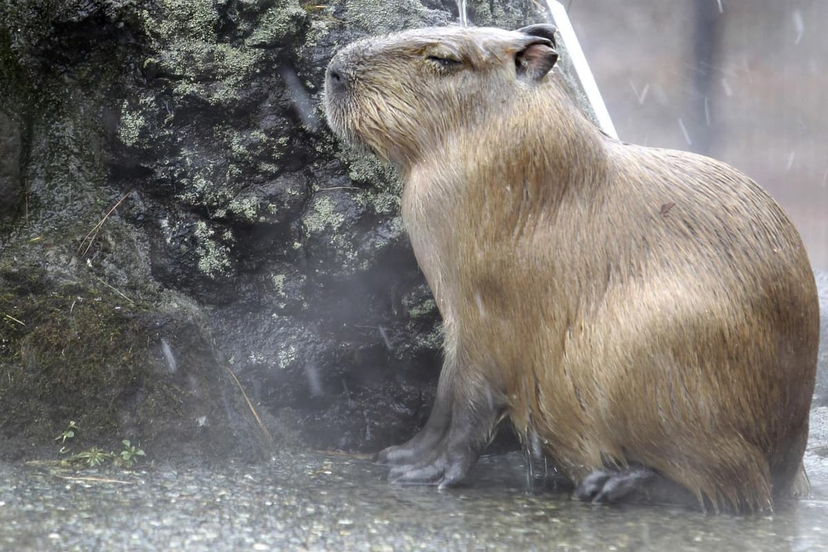 World's largest rodent brought into Northern Ireland gets tangled up in Brexit and Irish Sea border red tape