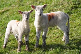 Newborn lambs during a bright morning in the village of Bishop's Itchington in Warwickshire.