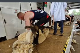 A contrestant sheep shearing today