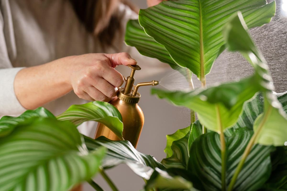 An expert from the Royal Horticultural Society suggest some of the easiest houseplants houseplants.