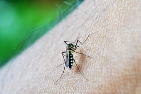 A record number of mosquitos and other biting insects has been found in Northern Ireland this year. Photo: QUB