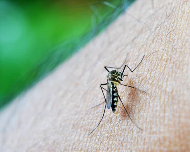 A record number of mosquitos and other biting insects has been found in Northern Ireland this year. Photo: QUB