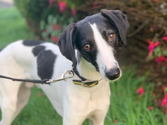 Meet beautiful Meeko! He is a super 2 year old Whippet X.
Meeko is a lovely lad that can create great bonds with people once he gets to know them, he is well housetrained and loves his home comforts.
Meeko isn't overly comfortable around other dogs, but he does love him human company.