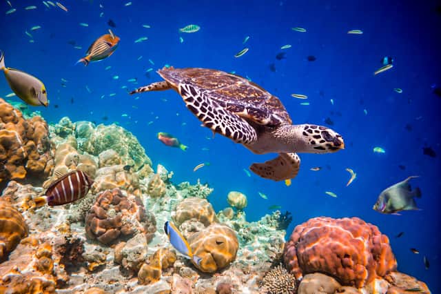 Do you want to spend this summer helping out turtles? (Photo: Shutterstock)