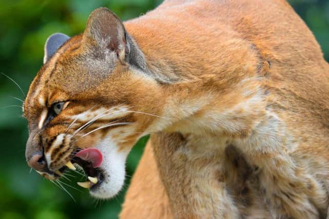 1st prize in category B, best photograph taken by a zoo visitor - Temminck's golden cat by Philip Hutton