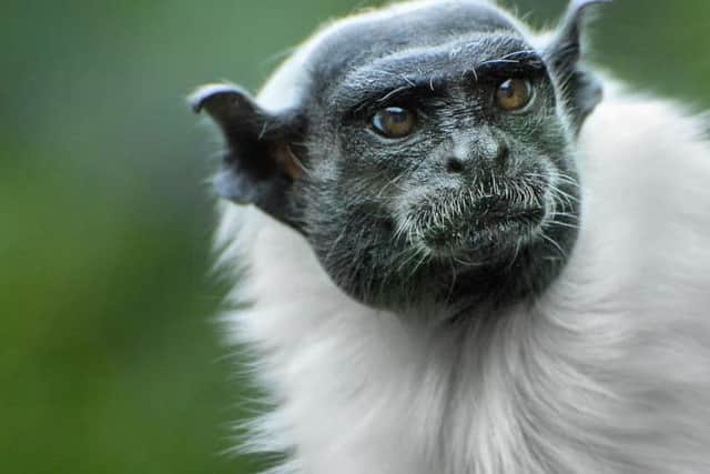 Highly commended in category B, best photograph taken by a zoo visitor - pied tamarin by Fiona Beattie