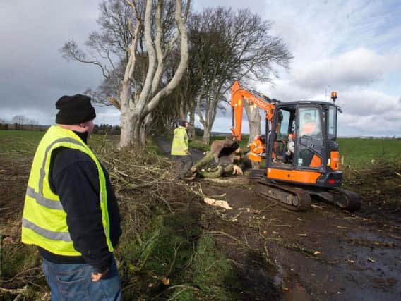 Workmen clear a fallen tree from the Dark Hedges in County Antrim, after the tree-lined avenue was damaged in Storm Doris