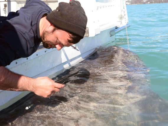 Undated handout photo issued by the University of Exeter of sampling being carried out on a Greenland shark as the shark species which lives for almost four centuries could hold the secret to long life, say researchers