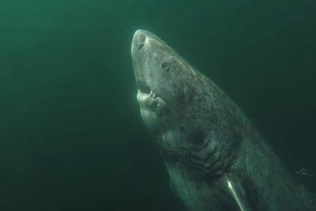Undated handout photo issued by the University of Exeter of a Greenland shark as the shark species which lives for almost four centuries could hold the secret to long life, say researchers