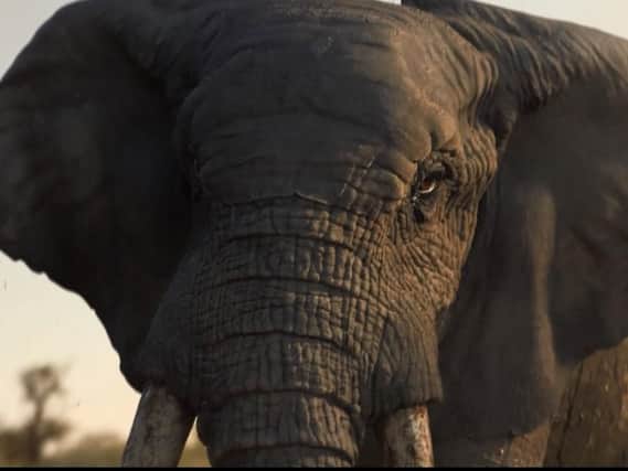 WWF has released a Christmas advert that tugs on heart strings when an elephant looks poachers in the eye.