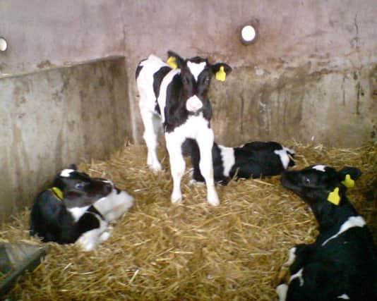 calves at Hallidays farm. picture by Ryan Halliday,Mountnorris