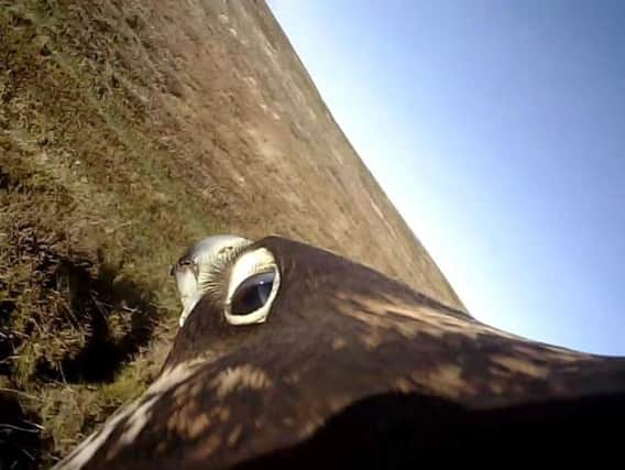 A  still taken from footage issued by Oxford University's Department of Zoology of a Peregrine falcon in flight