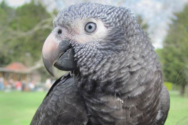 an African Grey parrot