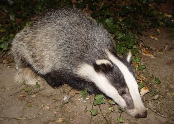 There were 41 incidents of badger persecution recorded across Northern Ireland in a 12-month period, a new report has found