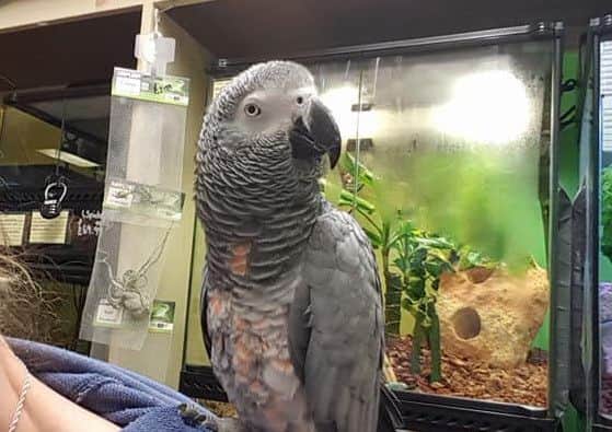 Barney, the African Grey Parrot, which was stolen from Ladysmith Pets in Ballymena.