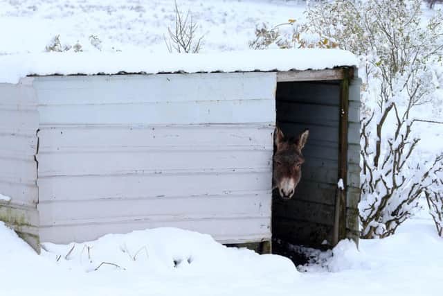 A Donkey takes shelter from  the snow on Divis Mountain