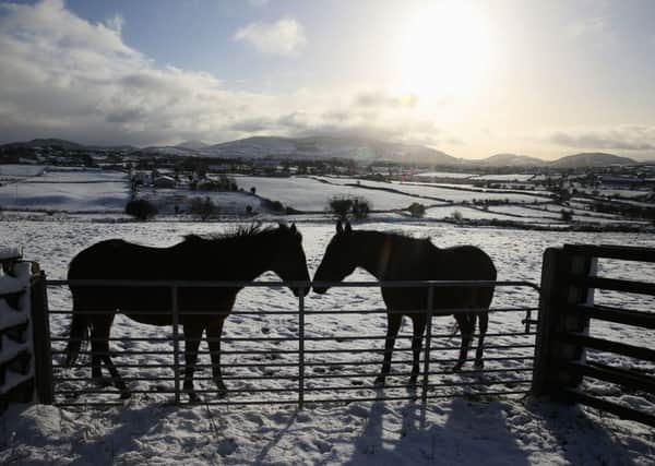 Horses in a field in Cloughoge, Newry, as parts of the UK and Ireland woke up to a blanket of snow. The lower angle of sun in winter means that sunshine can reach into the interior of properties in a way that it doesn't in summer. Photo: Brian Lawless/PA Wire