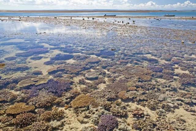 400 square kilometres of coral on Montgomery Reef