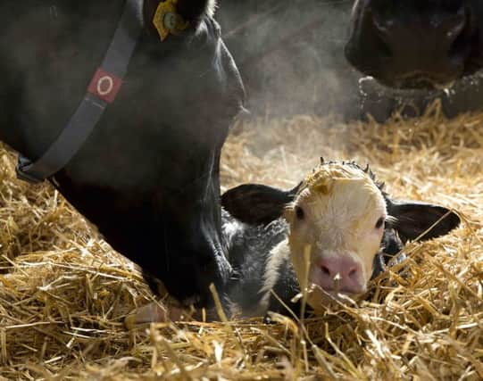 Avoid complications at calving time