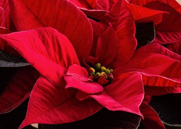 Undated Handout Photo of a red poinsettia. See PA Feature GARDENING Advice Poinsettia. Picture credit should read: Pixabay/Ambius/PA. WARNING: This picture must only be used to accompany PA Feature GARDENING Advice Poinsettia.