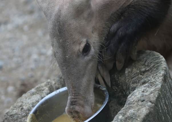 Misha, an aardvark who died in a fire at London Zoo.