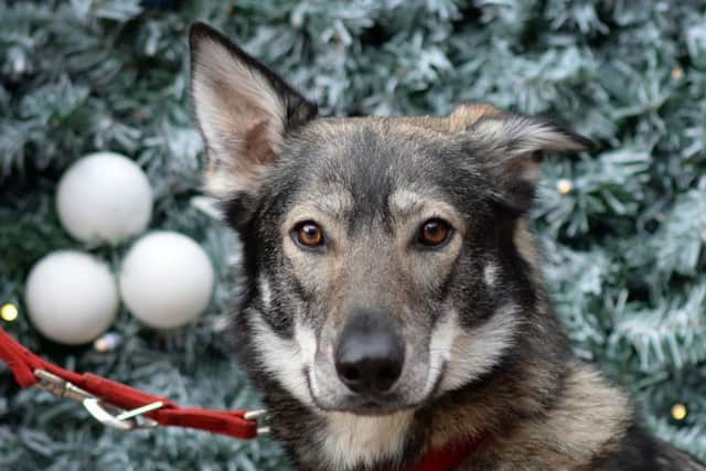 Northern Inuits are the closest dog breeders can get to a wolf without a licence