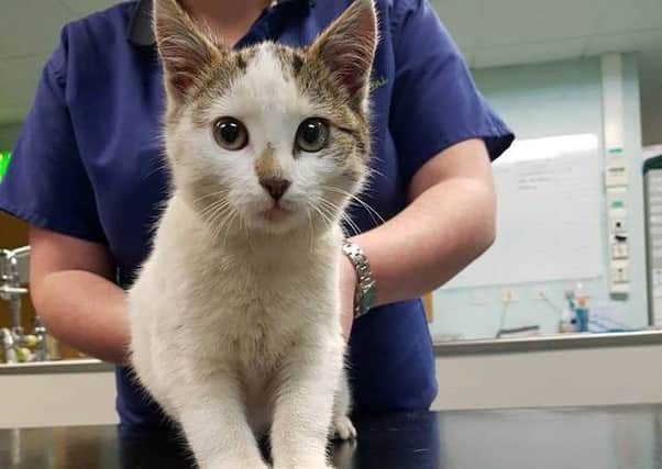 Cromlyn House Veterinary Hospital and Clinic is trying to reunite this little kitten with its owner.