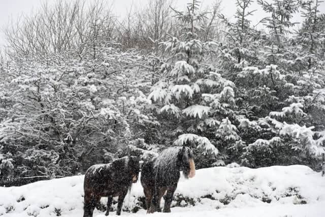 Horses as snow falls near Divis on the outskirts of west Belfast
