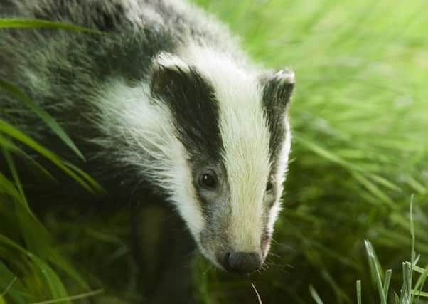 DAERA has announced a survey of badger setts in two areas of Northern Ireland