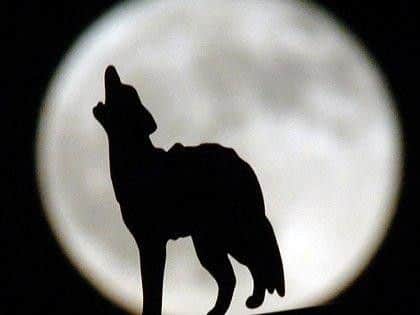A wolf howling at the moon