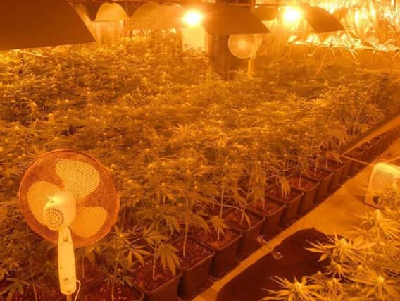 Cannabis plants found following a search in Co. Longford