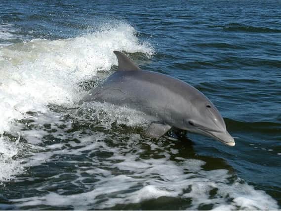 A bottlenose dolphin. (Video courtesy of Arranmore Blue Ferry)
