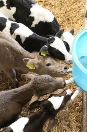 Calves drinking milk replacer on John Murphy's Craanford