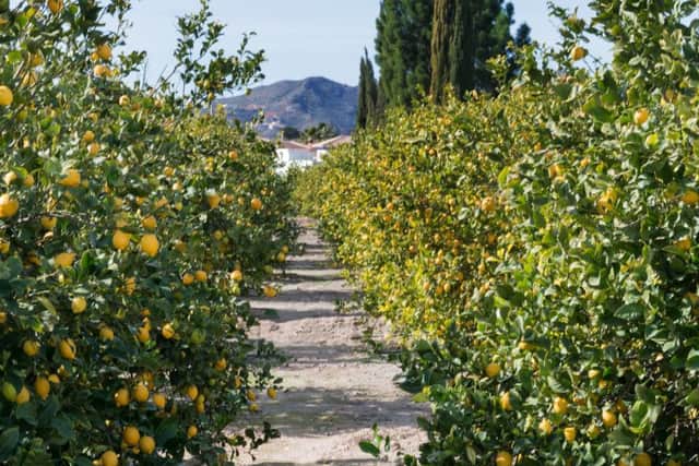 The lemon trade boomed in Sicily in the late 19th century