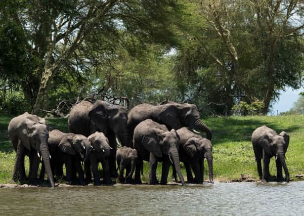 Elephant herd drinking in Liwonde National Park. Picture: PA Photo/Sarah Marshall