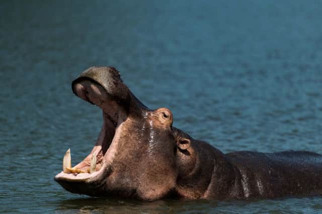 Hippo in Liwonde National Park. Picture: PA Photo/Sarah Marshall